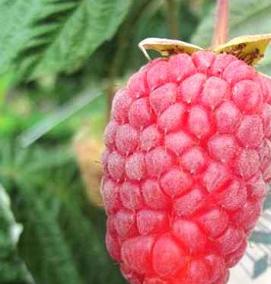 саженцы малины красная гвардия - вариант 1