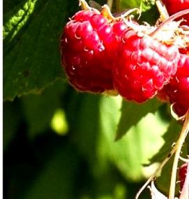 саженцы малины красная гвардия - вариант 4