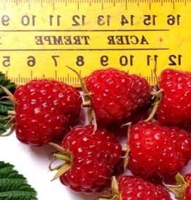 саженцы малины красная гвардия - вариант 3