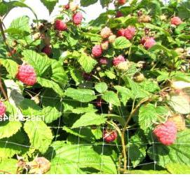 саженцы малины новость кузьмина - вариант 1