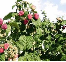 саженцы малины полана - тип 1