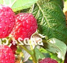 саженцы малины полана - тип 4