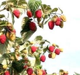 саженцы малины полана - тип 3