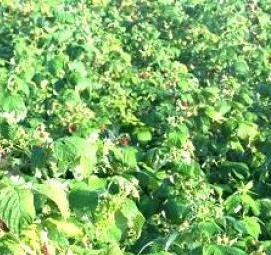 саженцы малины полана - тип 2