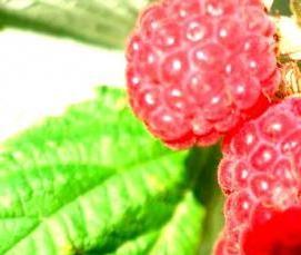 саженцы малины полька - вариант 1