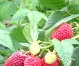 саженцы малины полька - вариант 4