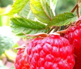 саженцы малины полька - вариант 2