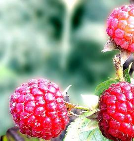 саженцы малины ранней малины - вариант 1