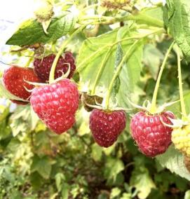 саженцы малины таганка - модель 1