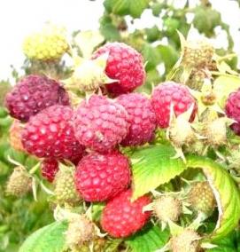 саженцы малины таганка - модель 4