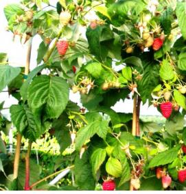 саженцы малины таганка - модель 3