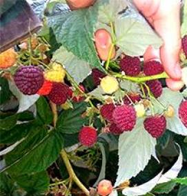 саженцы малины таганка - модель 2