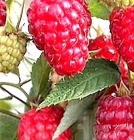 саженцы малины васена - модель 1