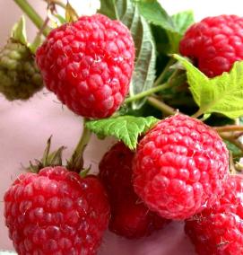 саженцы малины васена - модель 4