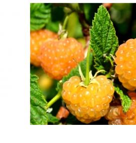 саженцы малины васена - модель 3