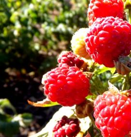 саженцы малины васена - модель 2