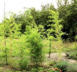 саженцы морозостойкого бамбука - тип 4