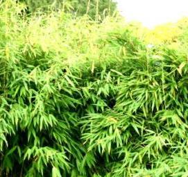 саженцы морозостойкого бамбука - тип 3