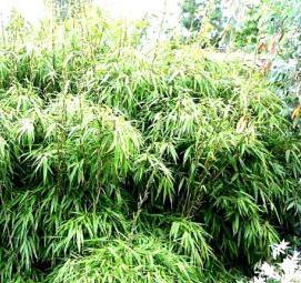 саженцы морозостойкого бамбука - тип 2