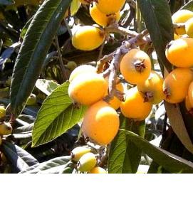 саженцы мушмулы японской - модель 1