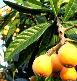 саженцы мушмулы японской - модель 4