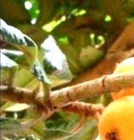 саженцы мушмулы японской - модель 3