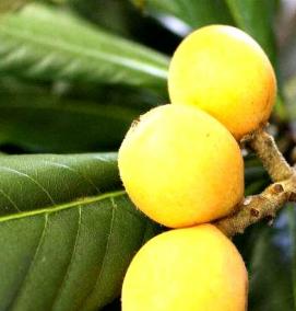 саженцы мушмулы японской - модель 2