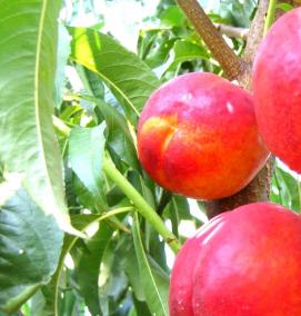 саженцы нектарина - тип 1