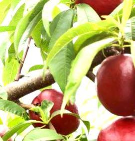 саженцы нектарина - тип 4