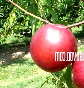 саженцы нектарина - тип 3