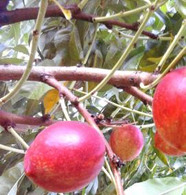 саженцы нектарина - тип 2