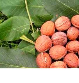 саженцы ореха идеал - модель 1