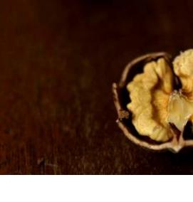 саженцы ореха идеал - модель 4