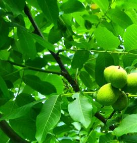 саженцы ореха идеал - модель 3