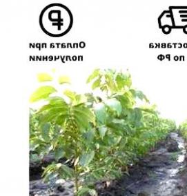 саженцы ореха идеал - модель 2