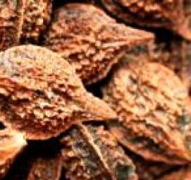 саженцы ореха ланкастерского - модель 1