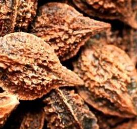 саженцы ореха ланкастерского - модель 3