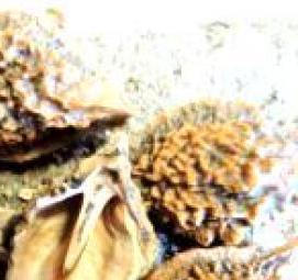 саженцы ореха ланкастерского - модель 2