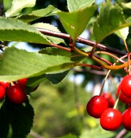 саженцы песчаной вишни - тип 1