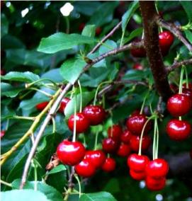 саженцы песчаной вишни - тип 4