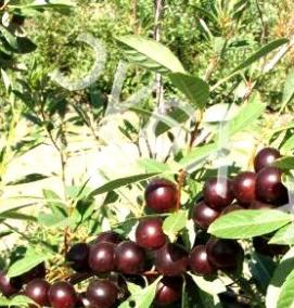 саженцы песчаной вишни - тип 3