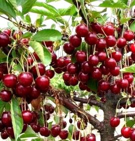 саженцы песчаной вишни - тип 2