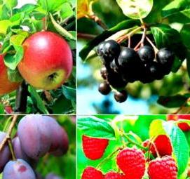 саженцы плодово ягодных деревьев - модель 1
