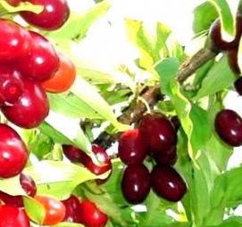 саженцы плодово ягодных деревьев - модель 4