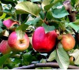 саженцы плодово ягодных деревьев - модель 3