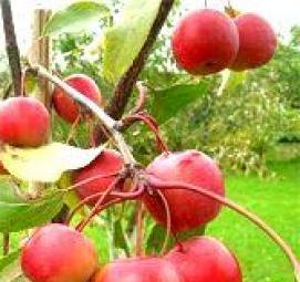 саженцы плодово ягодных деревьев - модель 2