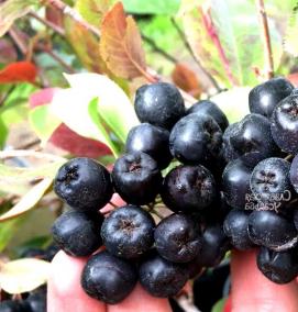 саженцы плодовых культур - модель 4