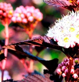 саженцы пузыреплодника - вариант 1