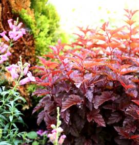 саженцы пузыреплодника - вариант 4