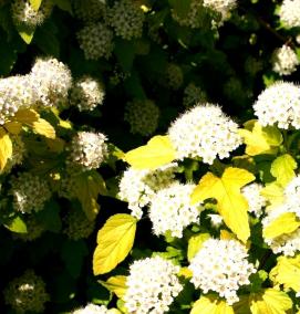 саженцы пузыреплодника - вариант 3